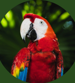 Macow-parrot